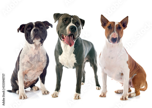 amstaff  bull terrier and staffie