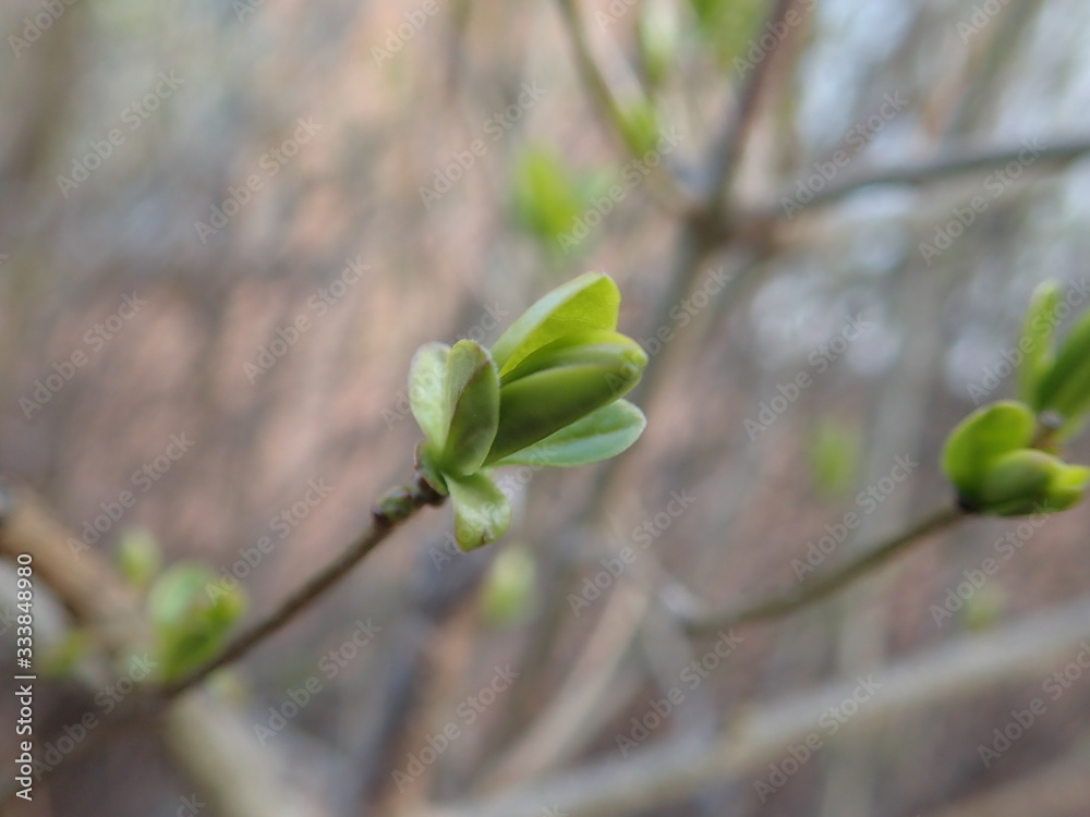 green branch of a tree in the spring green branch of a tree in the spring