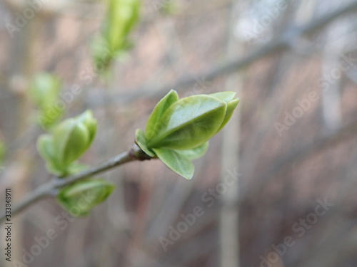 green branch of a tree in the spring
