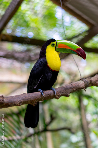 Toucan Honduras Central America Portrait © Mat