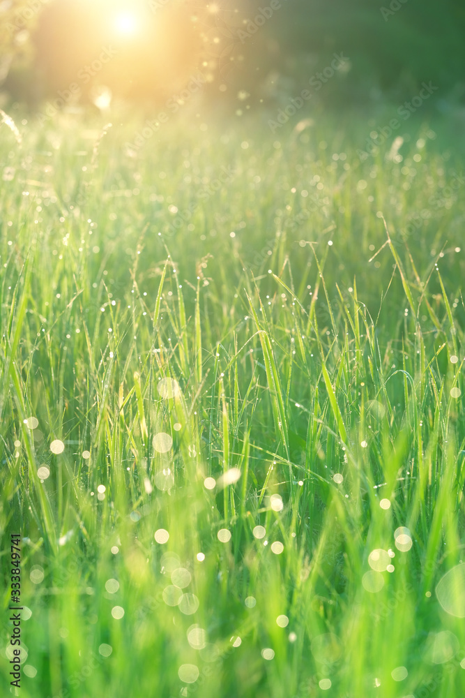 green grass nature background. grass with drops dew macro. summer season. copy space.