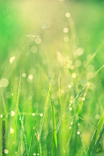 nature green background. grass with drops dew close up. summer season. copy space.