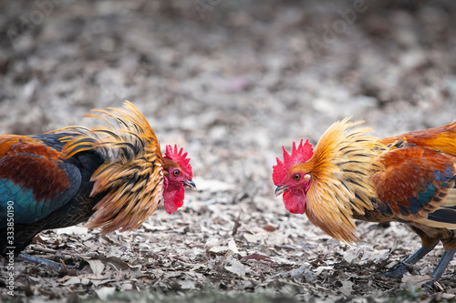 Two angry wild roosters fighting with neck feathers up