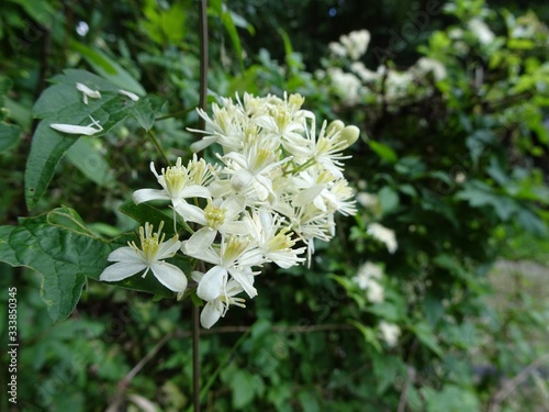 緑の中に白いボタンヅルの花／Clematis apiifolia 
