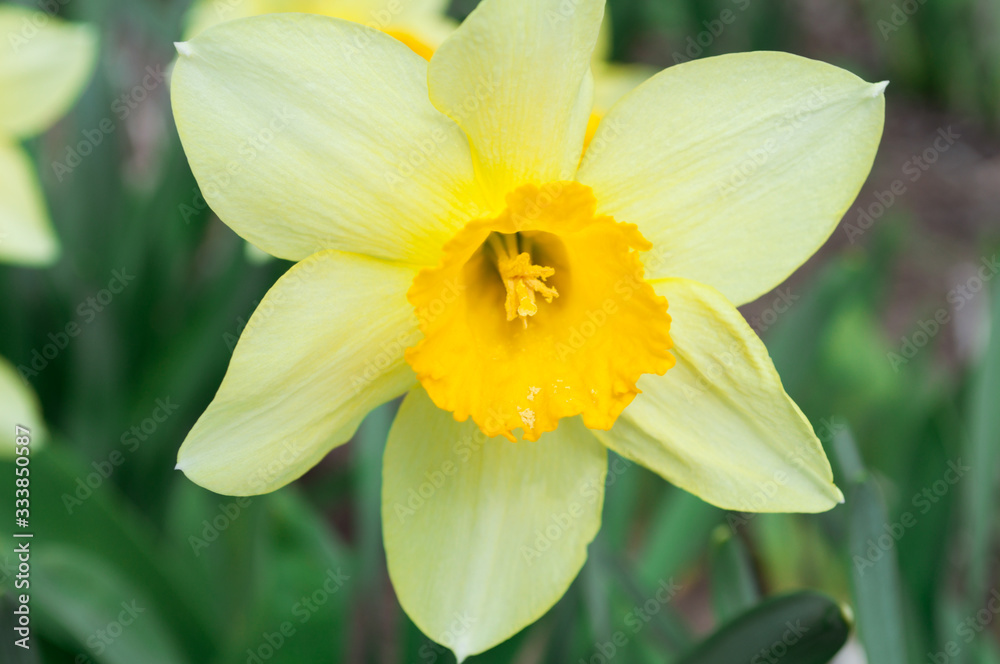 Daffodil flower. Spring yellow flowers. Spring mood. Daffodil flower. Spring yellow flowers. Spring mood.