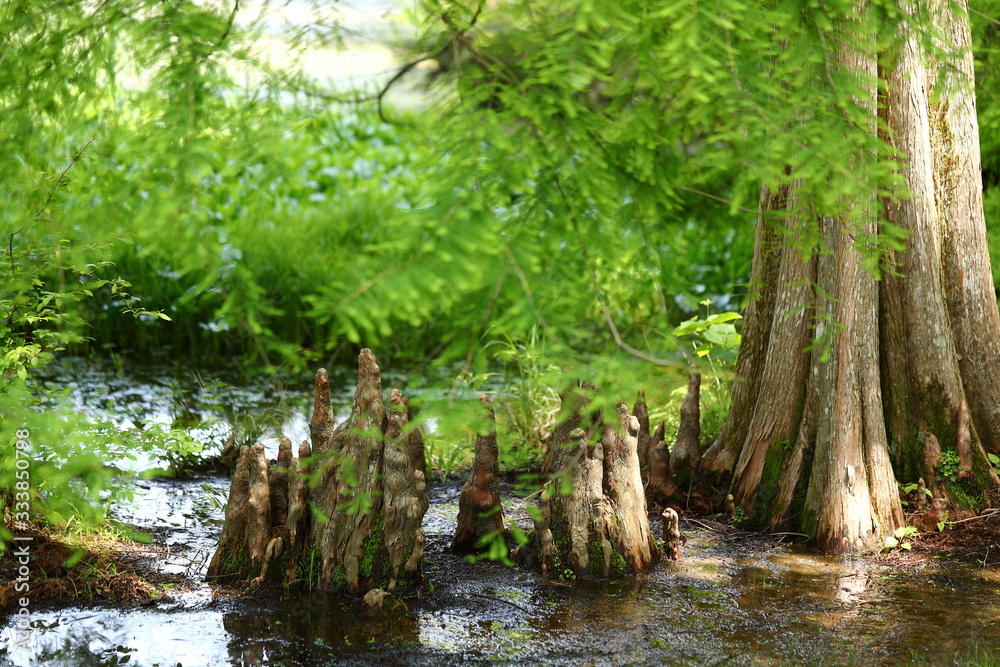 Fototapeta premium 神戸市立森林植物園
