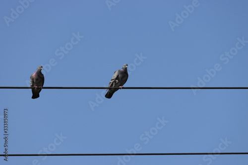 Pigeons sitting on the electric wire on a blue background.  © Martin