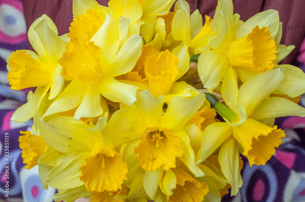 Mothers Day. A bouquet of daffodils in the hand of a child. Spring flowers. The first spring flowers. Mothers Day. A bouquet of daffodils in the hand of a child. Spring flowers. The first spring flowers.