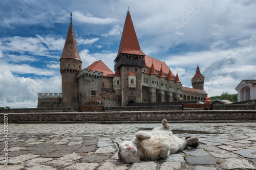 Obraz na płótnie Romania,Hunedoara. Dirty Homeless Cat Lies On Cobblestone Pavement And Basks In The Sun Against Tiled Towers Of The Transylvanian Landmark - Corvin Castle,Known As Dracula Castle.Feudal House Hunyadi. w salonie