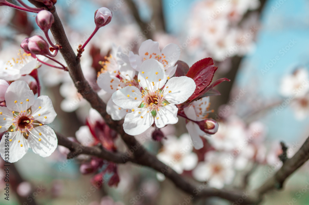 Plum blossom. A tree in flowers. Nature wakes up. Spring. Plum blossom. A tree in flowers. Nature wakes up. Spring.