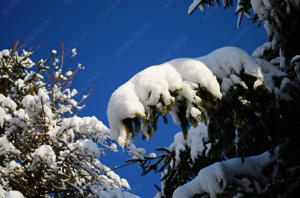 Naklejka premium Snow-covered tree branch at sunset