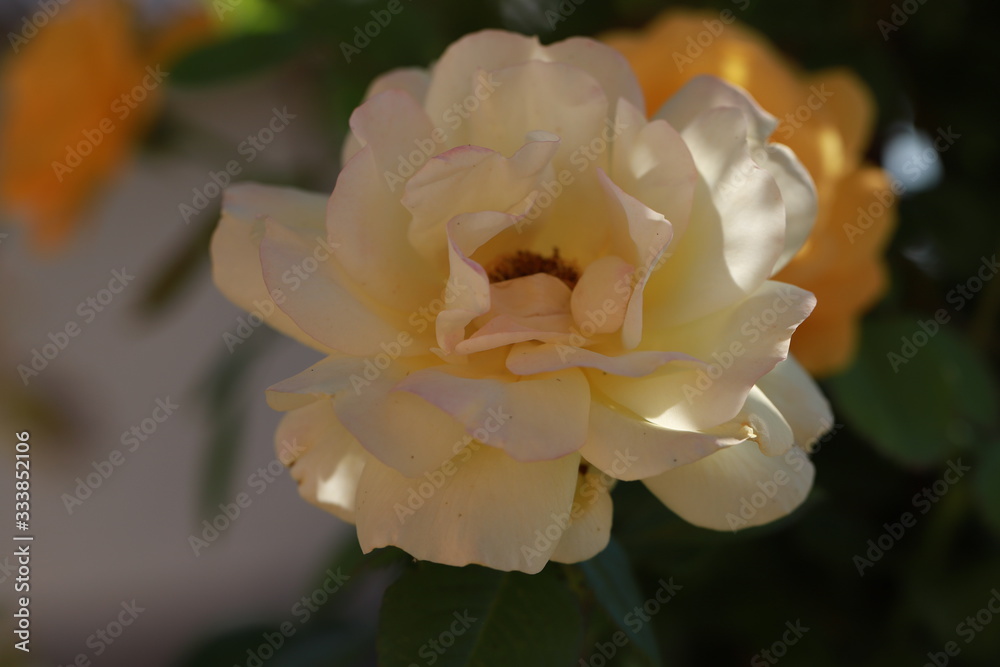 yellow tea rose in the garden bloomed, beautiful summer season to use as a background yellow tea rose in the garden bloomed, beautiful summer season to use as a background
