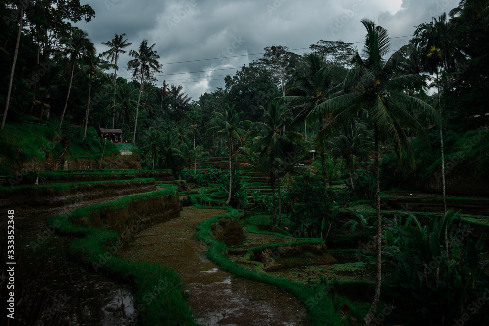 Obraz premium green plains in asia