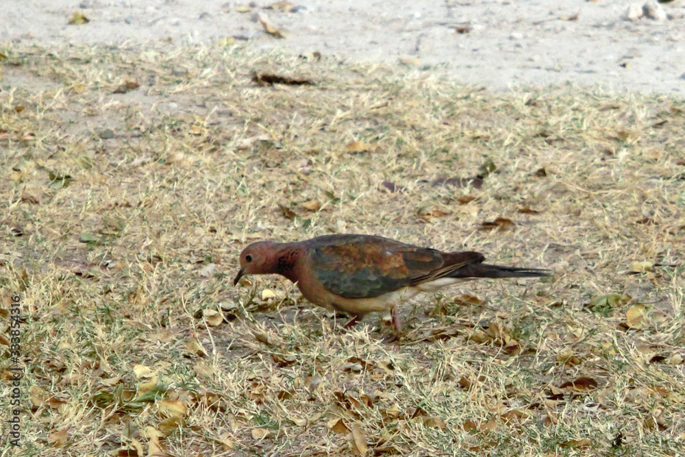 Obraz premium Streptopelia senegalensis