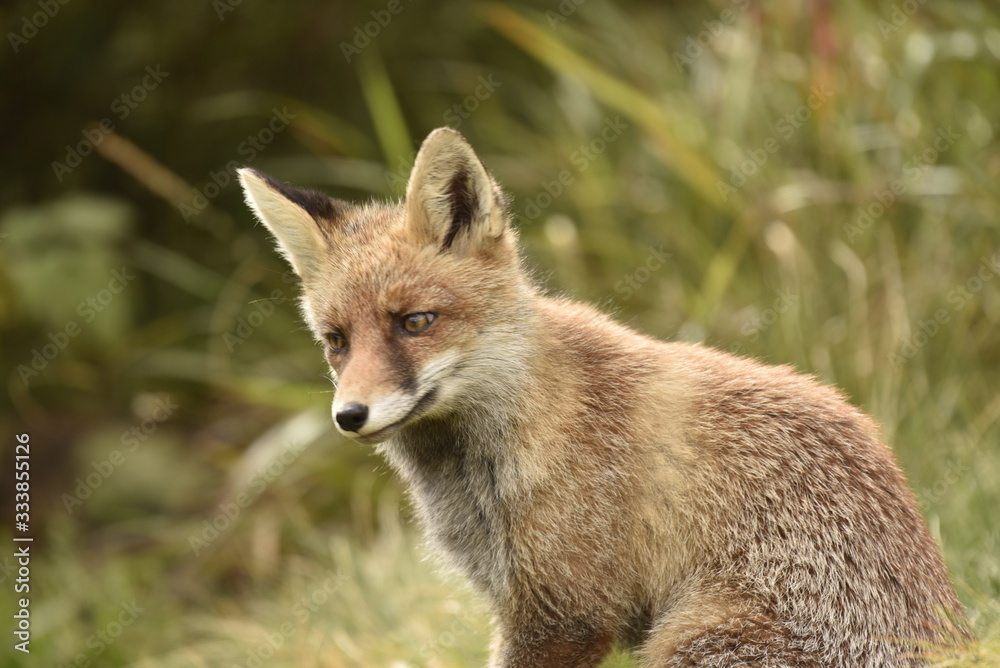 Wild red fox in the forest