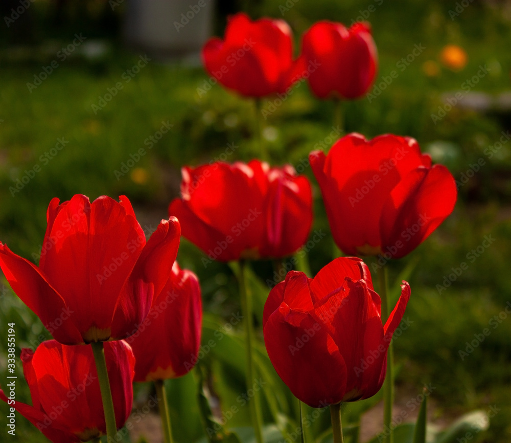 Slightly blurry red tulips on a background of greenery in a spring garden. Slightly blurry red tulips on a background of greenery in a spring garden.