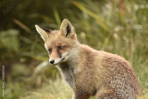 Fototapeta Naklejka Na Ścianę i Meble -  Wild red fox in the forest