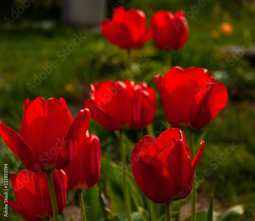 Slightly blurry red tulips on a background of greenery in a spring garden. © Volha