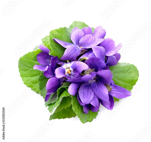 Wild violet flowers .