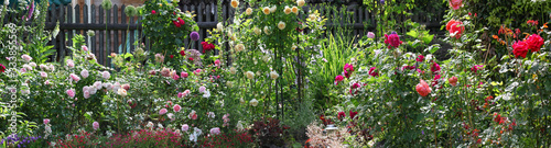 Beautiful panorama view of a cottage garden with lots of roses and other perennial plants in bright sunshine