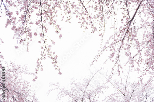 2020年3月29日 東京の桜と雪景