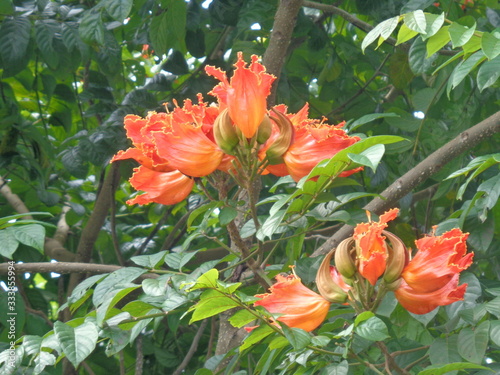 Spathodea campanulata (Kiacret, African tulip, fountain tree, pichkari, Nandi flame, World's Worst invaders, Nile flame, squirt tree, tulip tree, Uganda flame, Flame of Thika) with natural background photo