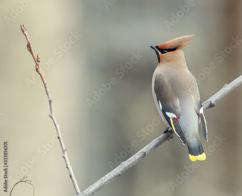 Bohemian waxwing on branch