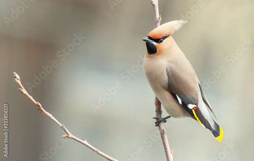 Bohemian waxwing on branch photo