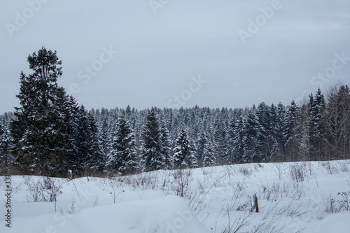 snowy forest © kapralov