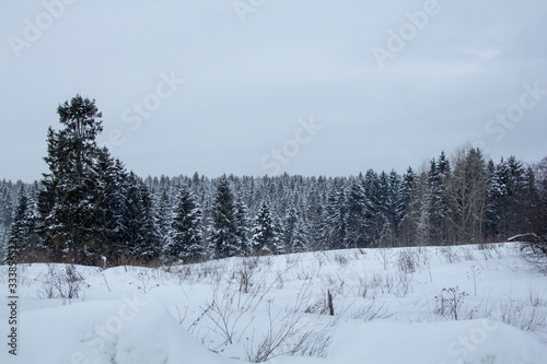 Fototapeta Naklejka Na Ścianę i Meble -  snowy forest