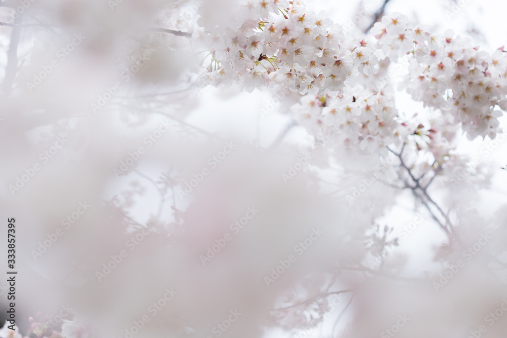 綺麗な春の満開の桜の花