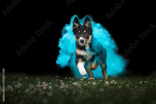 Border Collie Welpe in Holi Farbe