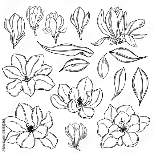 Hand drawn magnolia flowers on  white background. Vector sketch  illustration.