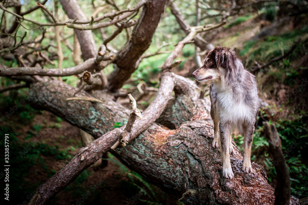 Australian Shepherd in wunderschöner Landschaft Australian Shepherd in wunderschöner Landschaft