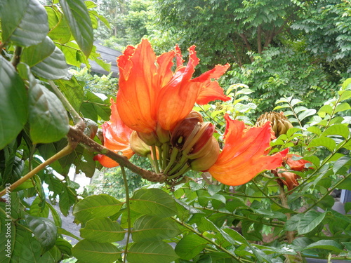 Spathodea campanulata (Kiacret, African tulip, fountain tree, pichkari, Nandi flame, World's Worst invaders, Nile flame, squirt tree, tulip tree, Uganda flame, Flame of Thika) with natural background