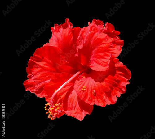 red hibiscus flower on black background