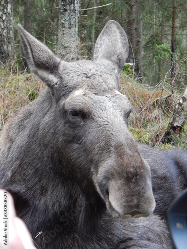 donkey in the zoo