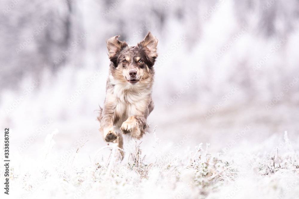 Australian Shepherds im Eis und Schnee