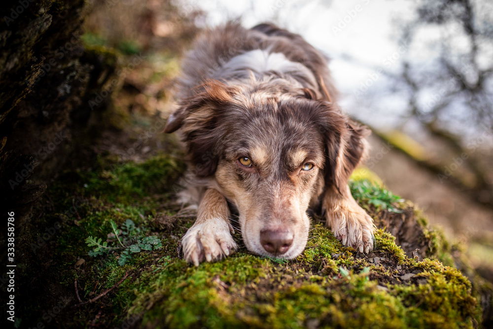 Fototapeta premium Australian Shepherd in wunderschöner Landschaft