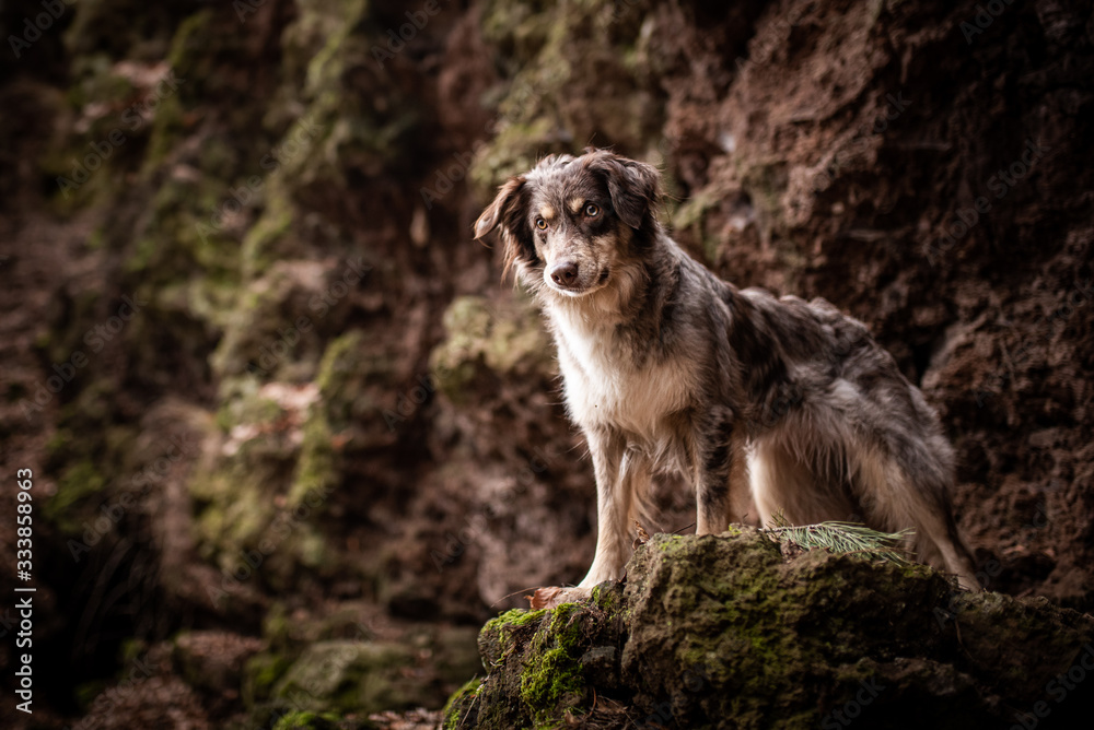 Obraz premium Australian Shepherd in wunderschöner Landschaft