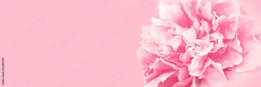 Tender pink flower. closeup peony petals soft texture long banner with copy space. Happy birthday Mothers Valentines Day card or spring summer design long banner