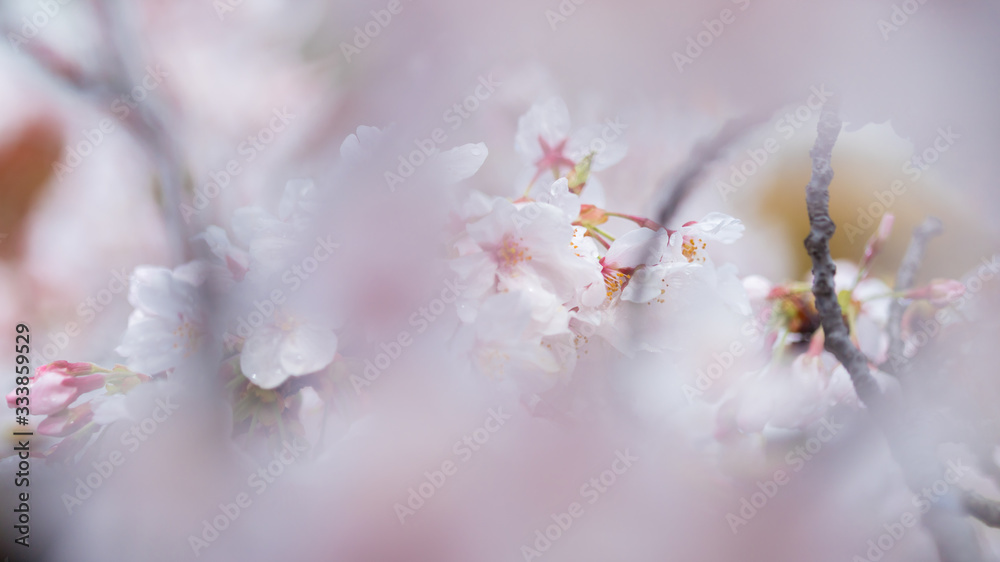 春の満開の桜の花