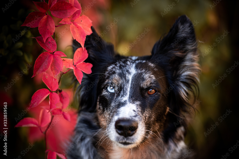 Fototapeta premium Australian Shepherd im Herbst