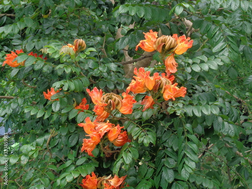 Spathodea campanulata (Kiacret, African tulip, fountain tree, pichkari, Nandi flame, World's Worst invaders, Nile flame, squirt tree, tulip tree, Uganda flame, Flame of Thika) with natural background photo