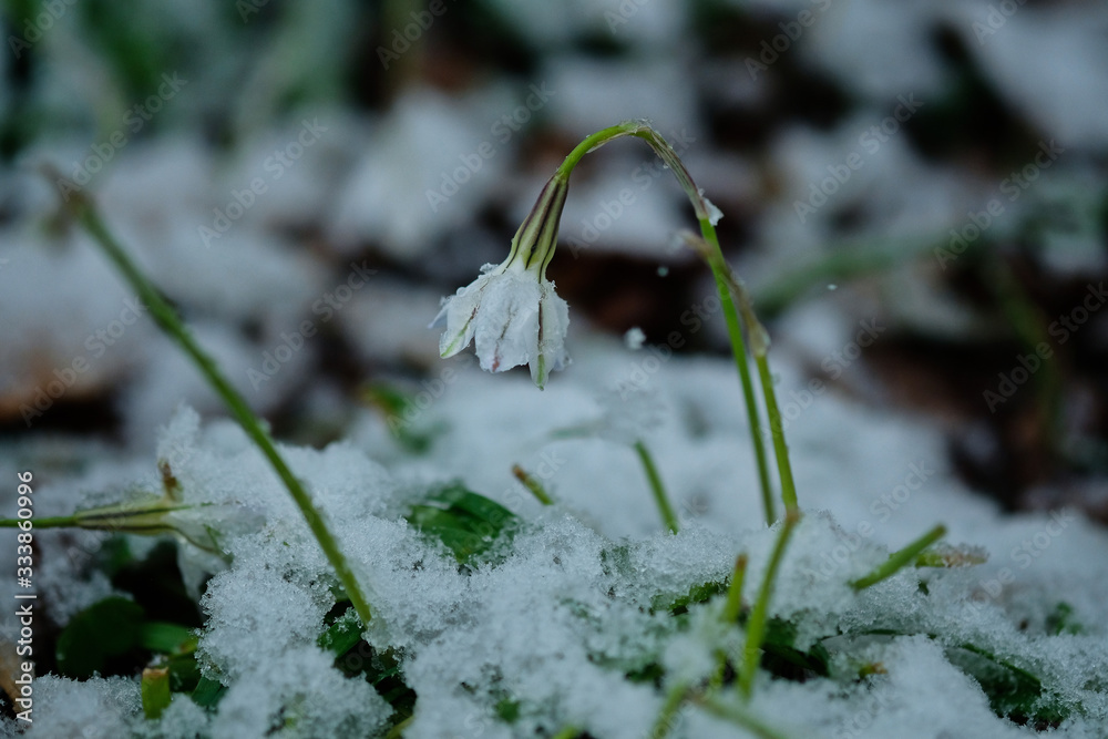 春の雪とハナニラ Cute Flower Ipheion Uniflorum With Snow Spring Time Japan Stock Photo Adobe Stock