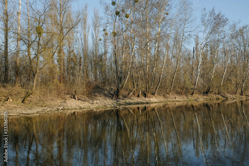 Morning landscape. Reflection of trees in river water. Ukrainian nature.