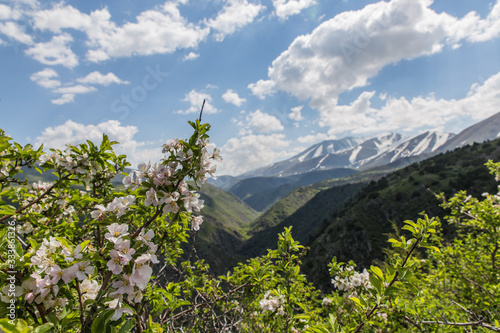 wild apple tree in Aksu Zhabagly nature reserve, oldest in Central Asia, with snow hills and sky on background, situated in Kazakhstan