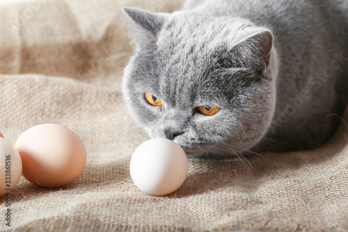 Gray british cat sniffs a chicken egg close-up on burlap background