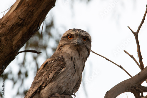 Foto tawny frogmouth on a branch