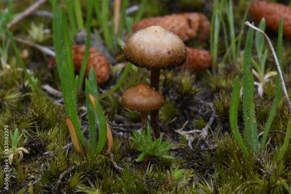 Tiny mushrooms in a tiny garden Tiny mushrooms in a tiny garden